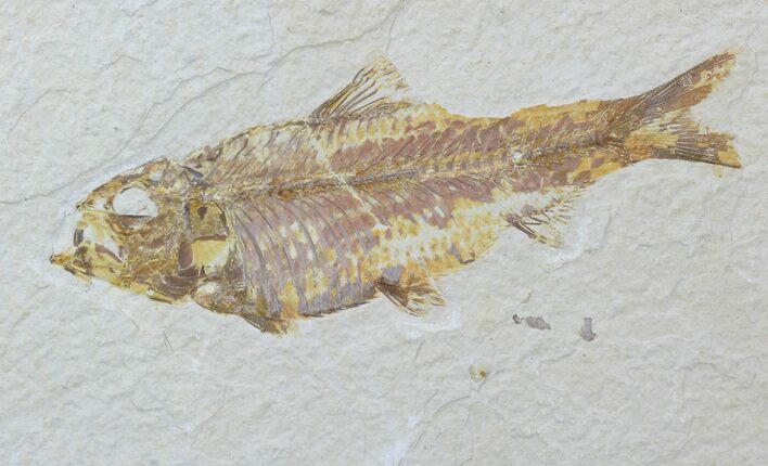 Detailed Fossil Fish (Knightia) - Wyoming #88546